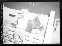 Putting Halter on Saddle Bronc