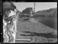 Don Dodge Cow Cutting