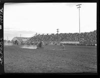 Norris Patton Calf Roping