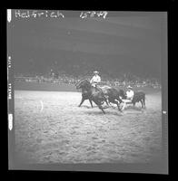 Harry Charters Steer Wrestle