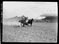 Joe Madden Steer Wrestling