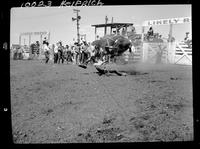 Don Bastram off a Bull