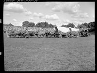 8 Oxen and 2 Wagons covered