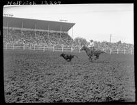 E.V. Dorsey Calf Roping