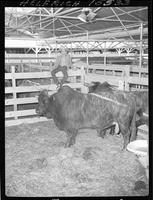 Bob Sheppard & 2 Harry Vold Bulls  1,950 Lbs each