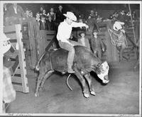 Fred Schreiber calf riding at Grand National Junior Livestock Exposition at Cow Palace