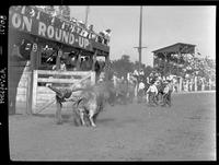 Ray Kinder off Bull