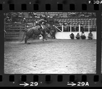 Unidentified Bull rider
