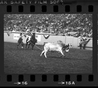 Unidentified Rodeo clown Bull fighting