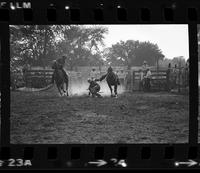 John McSweeney Steer wrestling