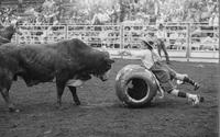 Unidentified Rodeo clown Bull fighting