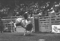 Matt Fowler on Bull #51