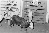 E.C. Hunts kids calf catching