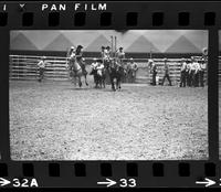 Harold Spencer Steer wrestling