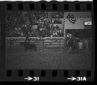 Willard Moody Calf roping