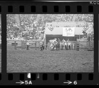 Willard Moody Calf roping