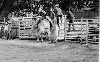 Ken Esther on Bull #47