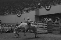 Rod Coquat on Bull #505