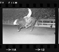 David Vowell on Bull#29