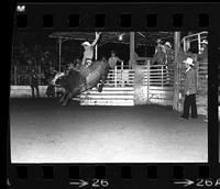 John Gloor on Bull #13