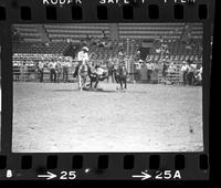 Red Doffin Steer wrestling