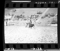 Roy Burk Calf roping