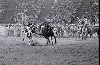 Roy Duvall Steer wrestling