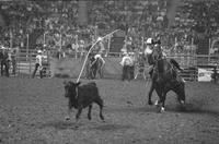 J.W. Farrington Calf roping