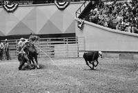 Ken Kelly Calf roping