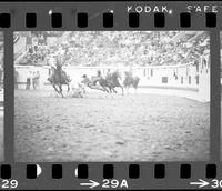 Jim Smith Steer wrestling