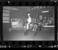 Unidentified Show horse parade