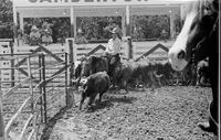 Unidentified participants in Cutting Horse competition