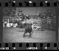 Clark Brothers Bull fighting