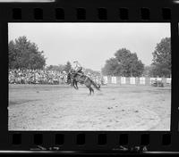 Sammie Groves on Brown Bomber