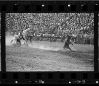 George Alexander Calf roping