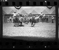 Linus Thornton Steer wrestling