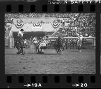 Danny Torricellas Steer wrestling