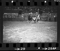 Herb Dalton Steer wrestling