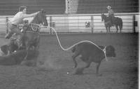 Alfalfa Fedderson Calf roping