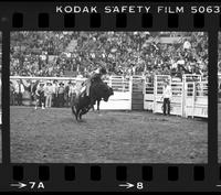 Unidentified Bull rider on unknown Bull