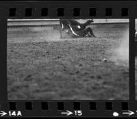 Gary Walker steer wrestling