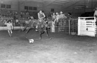 Ernie Roberts on Bull #3, University of Tennessee-Martin