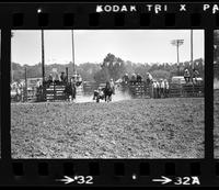 Dick Cooper Steer wrestling