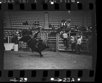 Keith Pollett on Bull #81