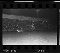 Larry King Calf roping