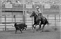 Unidentified Calf roper