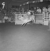 Unidentified Bull rider on unknown Bull