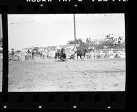 Dicky Flowers Steer wrestling