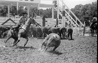 Unidentified participants in Cutting Horse competition