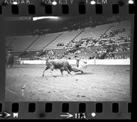 Clark Brothers Bull fighting